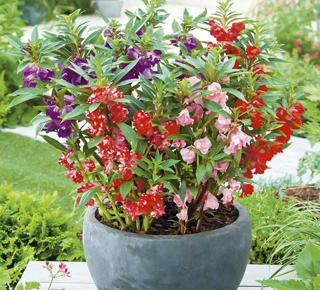 鳳仙花又叫指甲花，應(yīng)該如何播種