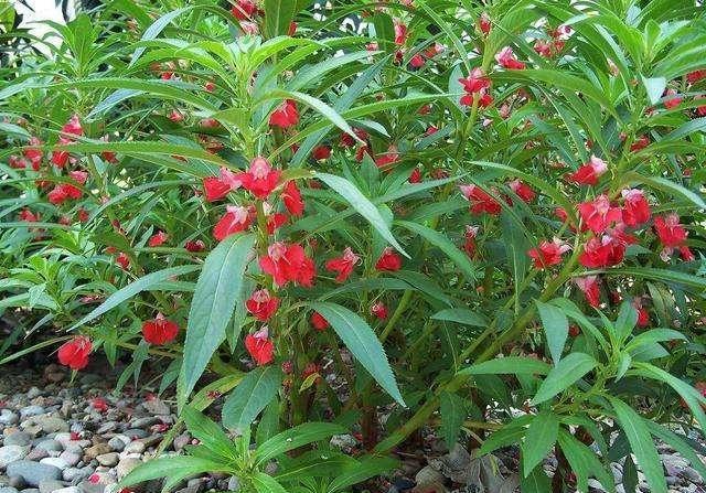 鳳仙花又叫指甲花，應(yīng)該如何播種