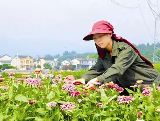 百日草生長(zhǎng)期養(yǎng)護(hù)要點(diǎn)，百日草一年四季的養(yǎng)護(hù)方法