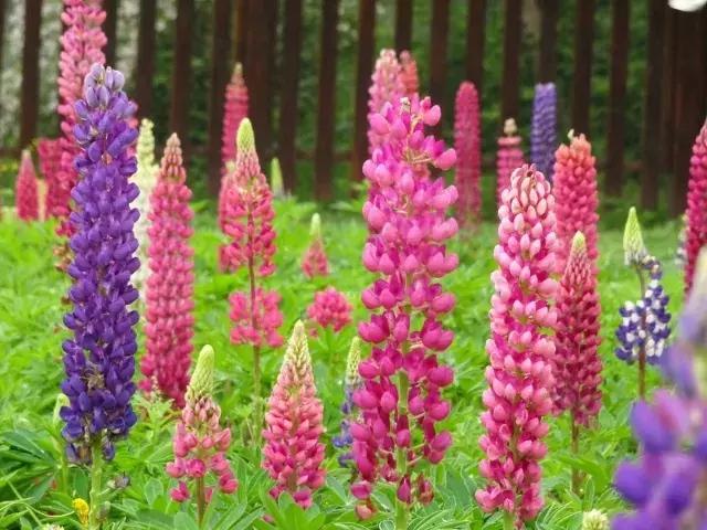 魯冰花繁殖技巧，怎么才能養(yǎng)好魯冰花？