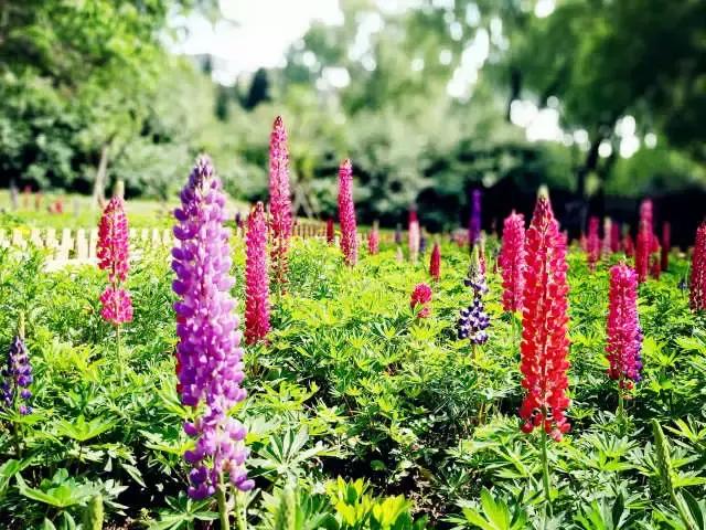 魯冰花繁殖技巧，怎么才能養(yǎng)好魯冰花？